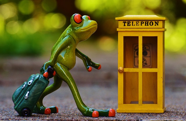 photo d'une grenouille et d'un téléphone